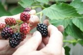 Hand picking blackberry