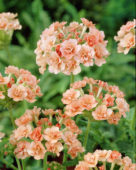 Verbena Corsage Peach ® Verbena Corsage Peach ®