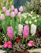Hyacinthus, Narcissus, Tulipa, Primula