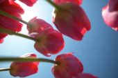 Vertigo serie: Tulipa Van Eijk