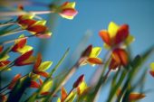 Vertigo serie: Tulipa clusiana var. chrysantha Tubergen's Gem