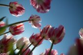 Vertigo Serie: Tulipa Ice Follies