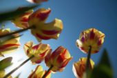 Vertigo serie: Tulipa Linda de Mol