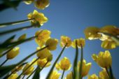 Vertigo serie: Tulipa Hocus Pocus