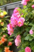 Begonia Picotee pink