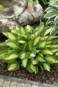 Hosta Gypsy Rose 