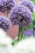 Allium Round 'n Purple