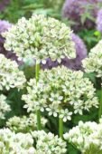 Allium nigrum