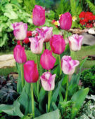 Tulipa Attila