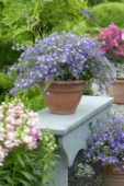 Campanula addenda ® Blue Star Campanula addenda ® Blue Star