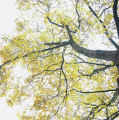 Vertigo serie: Autumn tree