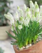 Muscari aucheri White Magic