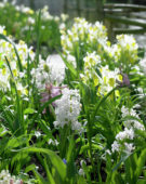 Hyacinthus Carnegie, Iris bucharica