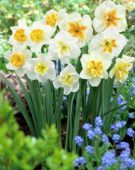Narcissus papillon mixed