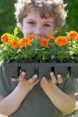 Tagetes in tray
