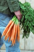 Holding bunch of carrots