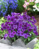 Phlox Power Violet ® Phlox Power Violet ®
