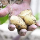 Harvested potatoes in hand