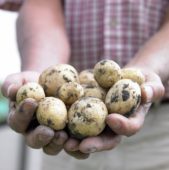 Harvested potatoes in hand