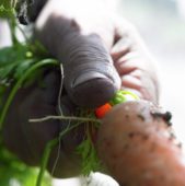 Harvested carrot