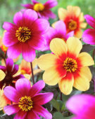 Dahlia Sunshine, Wishes n Dreams, Wishes and Dreams