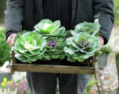 Cabbages in wooden crate