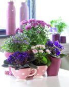 Flowering house plants in pots