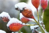 Rose hips covered with snow