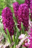 Hyacinthus Woodstock