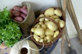 Potato harvest and gardening tools