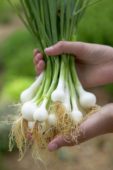 Hands holding bunch of spring onions