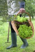 Woman with lettuce harvest in basket