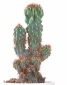 Brigth White serie: Cactus