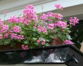 Pelargonium in window box