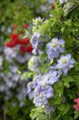 Clematis Blue Light ® Clematis Blue Light ®