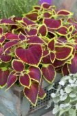 Coleus scutellarioides Wizard Scarlet