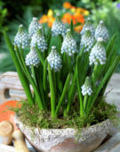 Muscari aucheri Ocean Magic Ā® Muscari aucheri Ocean Magic Ā®