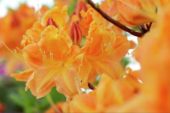 Rhododendron orange