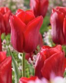 Tulipa First Star