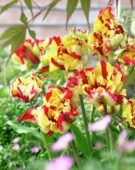 Tulipa Double Flaming Parrot ® Tulipa Double Flaming Parrot ®