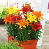 Lilium Tiny ® Sunset mix Lilium Tiny ® Sunset mix