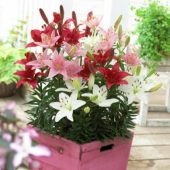 Lilium Tiny ® Sorbet mix  Lilium Tiny ® Sorbet mix