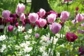 Tulipa Gabriella, Narcissus Bell Song
