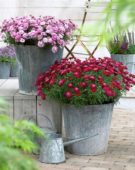 Argyranthemum Madeira Crested Merlot, Crested Pink