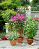 Collection patio plants, Senna, Nerium, Bougainvillea, Abutilon, Chrysanthemum