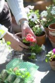 Potting table with annuals, pots and blisters packs 