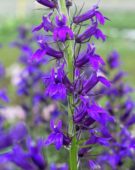 Lobelia x speciosa Fan Blue