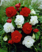 Begonia double red + white mixed