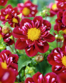 Dahlia Impression Fantastico ® Dahlia Impression Fantastico ®