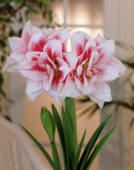 Hippeastrum Elvas ® Hippeastrum Elvas ®
